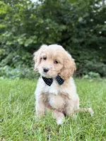 Benny , a male Cavapoo for sale in Oak Brook, IL – 2 of 3