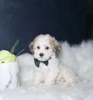 Boomer, a male Bichpoo for sale in Homewood, IL – 2 of 4