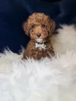 Rose , a female Poodle - Toy  for sale in Oak Brook, IL – 4 of 7