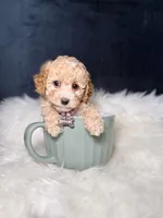 Honey , a female Poodle - Toy  for sale in Homewood, IL – Photo 2 of 4