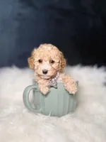 Honey , a female Poodle - Toy  for sale in Homewood, IL – Photo 1 of 4