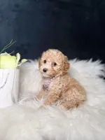 Honey , a female Poodle - Toy  for sale in Homewood, IL – Photo 4 of 4