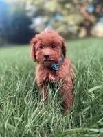 Lucas , a male Miniature Goldendoodle for sale in Oak Brook, IL – 1 of 2