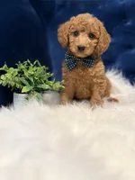 Milo, a male Miniature Goldendoodle for sale in Oak Brook, IL – 5 of 8