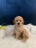 Buttercup , a male Miniature Goldendoodle for sale in Olympia Fields, IL – Photo 3 of 3