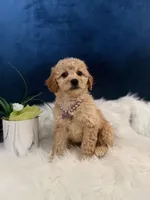 Buttercup , a male Miniature Goldendoodle for sale in Olympia Fields, IL – Photo 2 of 3