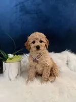 Buttercup , a male Miniature Goldendoodle for sale in Olympia Fields, IL – Photo 1 of 3