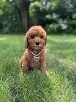 Lola , a female Miniature Goldendoodle for sale in Oak Brook, IL – 2 of 3
