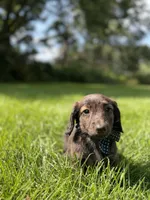 Max (Longhaired) , a male Miniature Dachshund for sale in Oak Brook, IL – 3 of 4