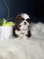 Sassy , a female Shih Tzu for sale in Olympia Fields, IL – Photo 2 of 9