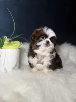 Sassy , a female Shih Tzu for sale in Olympia Fields, IL – Photo 4 of 9