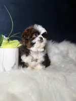 Sassy , a female Shih Tzu for sale in Olympia Fields, IL – Photo 6 of 9