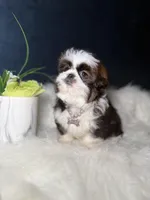 Sassy , a female Shih Tzu for sale in Olympia Fields, IL – Photo 3 of 9