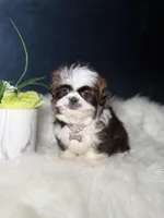 Sassy , a female Shih Tzu for sale in Olympia Fields, IL – Photo 7 of 9