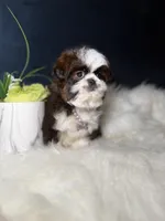 Sassy , a female Shih Tzu for sale in Olympia Fields, IL – Photo 1 of 9