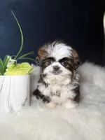 Sassy , a female Shih Tzu for sale in Olympia Fields, IL – Photo 8 of 9