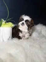 Sassy , a female Shih Tzu for sale in Olympia Fields, IL – Photo 9 of 9