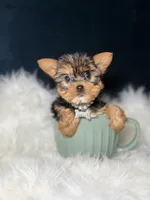 Millie , a female Yorkshire Terrier for sale in Skokie, IL – 6 of 10