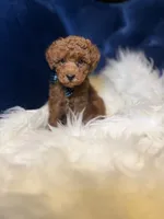Tito , a male Poodle - Toy  for sale in Oak Brook, IL – 2 of 7