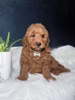 Ruby, a female Miniature Goldendoodle for sale in Homewood, IL – 2 of 4