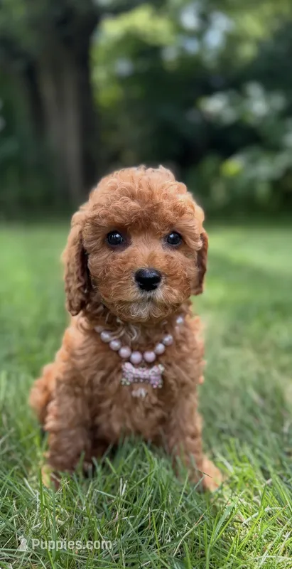 Lola  – Miniature Goldendoodle puppy for sale in Oak Brook, IL