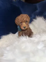 Tito , a male Poodle - Toy  for sale in Oak Brook, IL – 7 of 7
