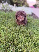 Teddy , a male Poodle - Toy  for sale in Oak Brook, IL – 3 of 3