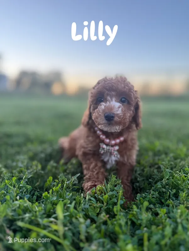 Lily (Micro) – Miniature Goldendoodle puppy for sale in Homewood, IL
