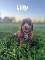 Lily (Micro), a female Miniature Goldendoodle for sale in Homewood, IL – 1 of 1