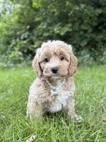 Bella , a male Cavapoo for sale in Oak Brook, IL – 2 of 3