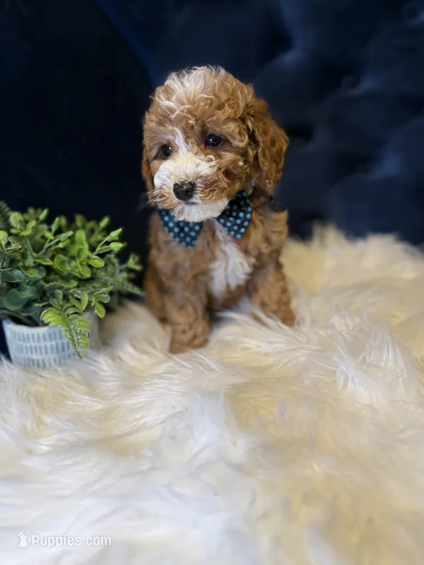 Teddy  – Miniature Goldendoodle puppy for sale in Oak Brook, IL