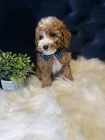 Teddy , a male Miniature Goldendoodle for sale in Oak Brook, IL – 1 of 3