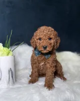 Logan , a male Miniature Goldendoodle for sale in Homewood, IL – 3 of 3
