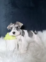 Pearl, a female Miniature Schnauzer for sale in Skokie, IL – 2 of 6