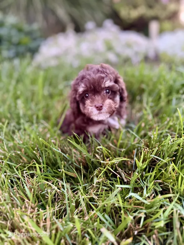 Cookie – Poodle - Toy  puppy for sale in Oak Brook, IL