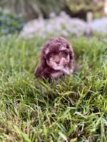Cookie, a female Poodle - Toy  for sale in Oak Brook, IL – 1 of 2