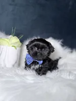 Gucci, a male Shihpoo for sale in Homewood, IL – 4 of 5