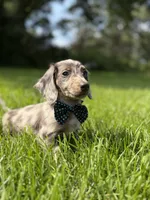 Loki (Longhaired), a male Miniature Dachshund for sale in Oak Brook, IL – 2 of 4