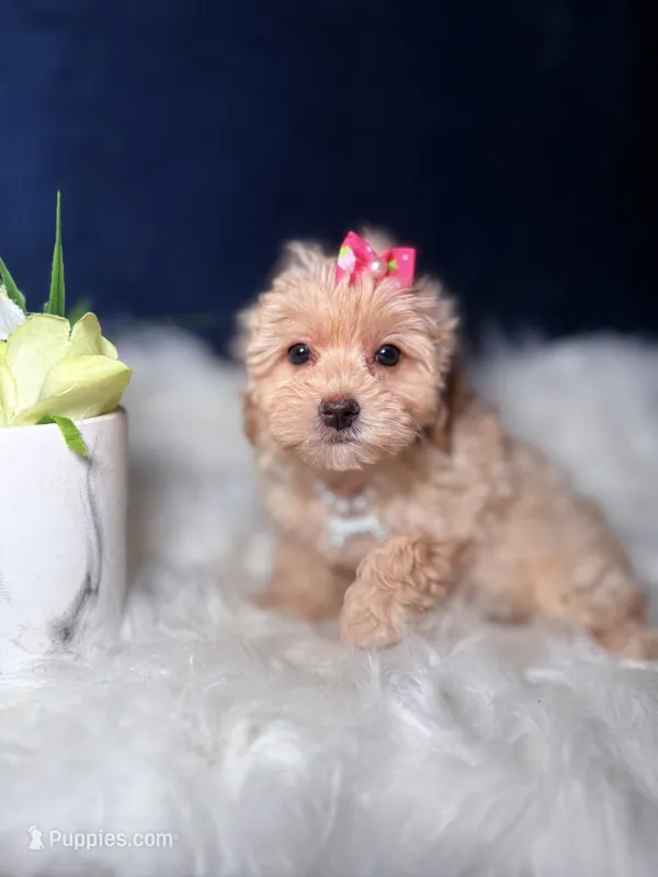 Fancy  – Maltipoo puppy for sale in Homewood, IL