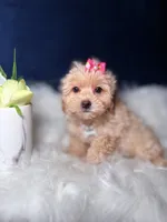 Fancy , a female Maltipoo for sale in Homewood, IL – 1 of 1