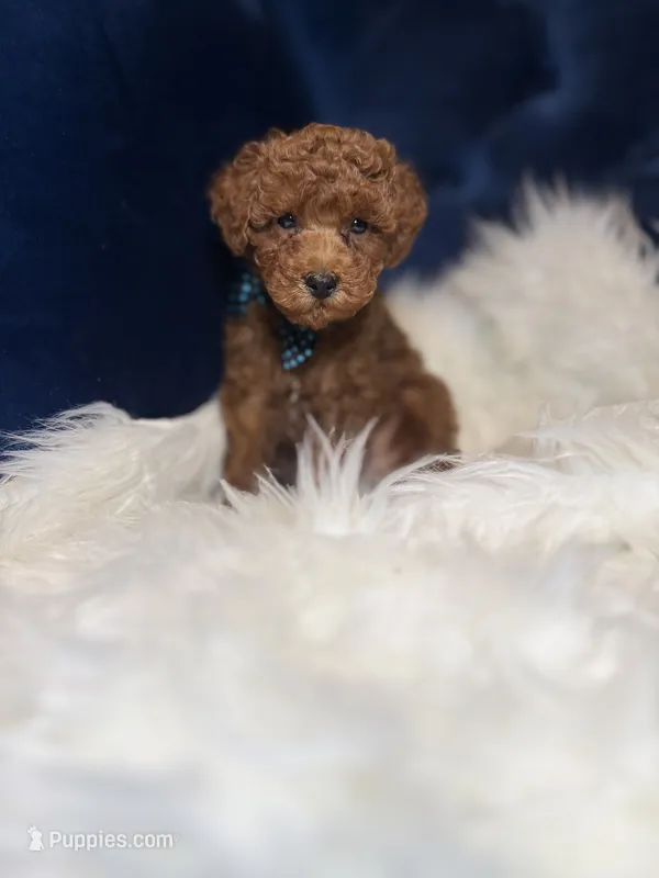 Tito  – Poodle - Toy  puppy for sale in Oak Brook, IL