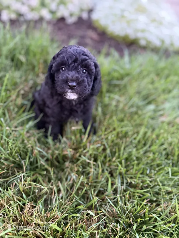 Oreo  – Poodle - Toy  puppy for sale in Oak Brook, IL