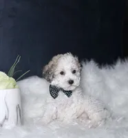Boomer, a male Bichpoo for sale in Homewood, IL – 3 of 4