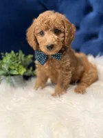Milo, a male Miniature Goldendoodle for sale in Oak Brook, IL – 2 of 8