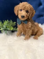 Milo, a male Miniature Goldendoodle for sale in Oak Brook, IL – 1 of 8