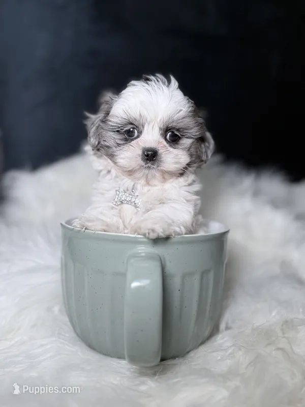 PrettyGirl  – Shihpoo puppy for sale in Homewood, IL