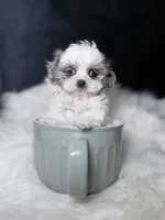 PrettyGirl , a female Shihpoo for sale in Homewood, IL – 1 of 3