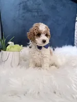 Kobe, a male Miniature Goldendoodle for sale in Olympia Fields, IL – Photo 2 of 4