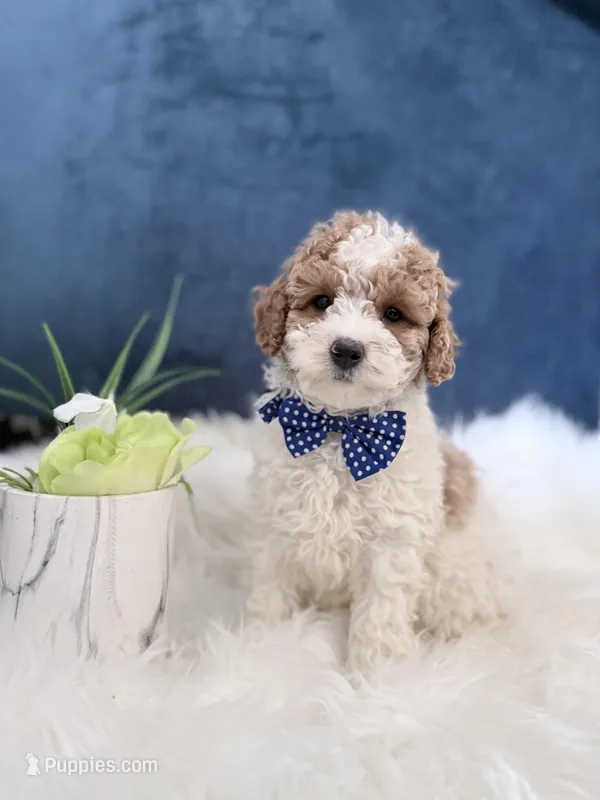 Kobe – Miniature Goldendoodle puppy for sale in Olympia Fields, IL