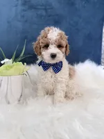 Kobe, a male Miniature Goldendoodle for sale in Olympia Fields, IL – Photo 3 of 4